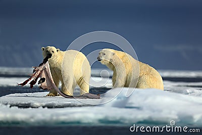 Pair polar bears with seal pelt after feeding carcass on drift ice with snow and blue sky in Arctic Svalbard Stock Photo