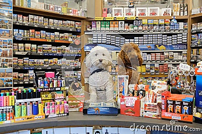 Pair of poodle dogs Editorial Stock Photo