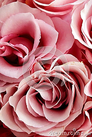 A pair of powdery roses with delicate wavy petals Stock Photo