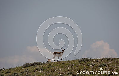 Pronghorn Antelope Bucks in Summer in the Wyoming Desert Stock Photo