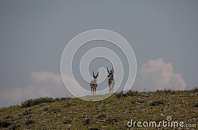 Pronghorn Antelope Bucks in the Wyoming Desert in Summer Stock Photo