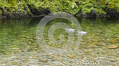 Pair of rare new zealand blue ducks Stock Photo