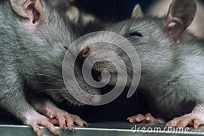 Two cute sleepy gray mice Stock Photo