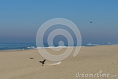 Pair of raven perch on a trunk on the Horsfall beach a day of haze with beautiful colors in the sky Stock Photo