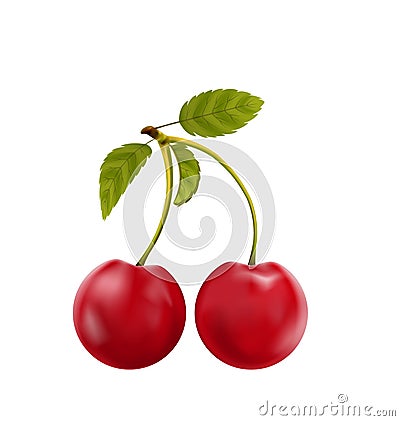 Pair Realistic Pulpy Cherries with Green Leaves Vector Illustration