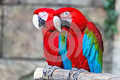 Pair of red ara parrots. Stock Photo