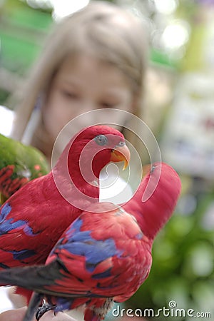 Pair of red and blue parrots Stock Photo