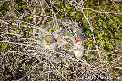Pair of Red-browed Finches, Woodlands Historic Park, Victoria, Australia, June 2019 Stock Photo