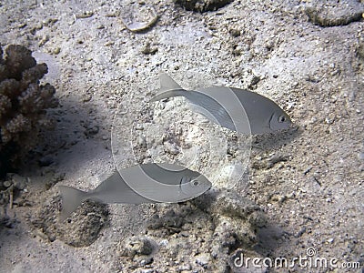 A pair of Red Sea Rabbitfish Siganus rivulatus in the Red Sea Stock Photo