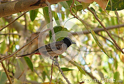 Red-vented Bulbul - Pycnonotus Cafer Stock Photo