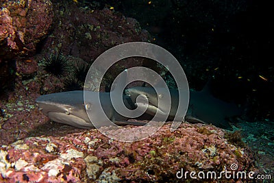 Pair of reef sharks Stock Photo