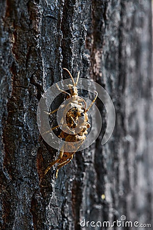 A pair of Rhagium inquisitor Ribbed pine borer Stock Photo