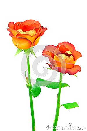 Pair of rose leonidas presented against white background Stock Photo