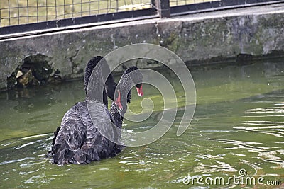 The black swan in the park is mating Stock Photo