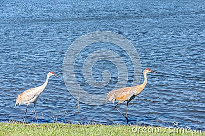 Pair of, Sand Hill cranes, walking edge of, a tropical lake Stock Photo