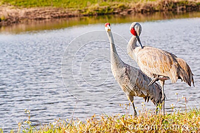 Pair of Sand Hill cranes, walking and preening feathers Stock Photo