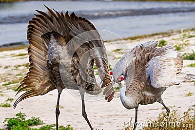 Pair of Sandhill Cranes Mating Season Stock Photo