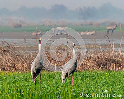 A pair of Sarus Crane in communication Stock Photo