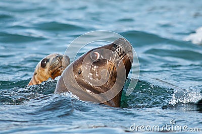 Pair of sea lions Stock Photo