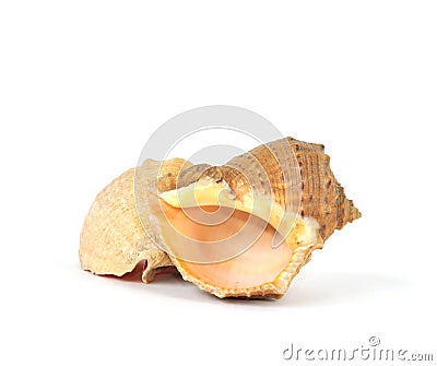 Pair of sea shells isolated on white Stock Photo