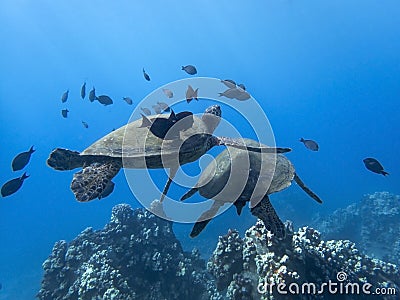 Pair of Sea Turtles with Black Fish in Blue Sea Stock Photo