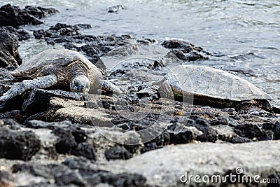 A pair of sea turtles sunning on a rocky shoreline Stock Photo