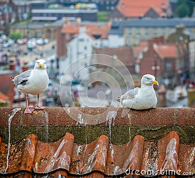 Pair of seagulls on roof top Stock Photo