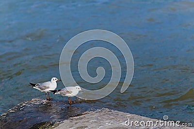 Pair of Seagulls Stock Photo