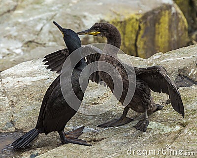 A Pair of Shags. Youngster and adult. Stock Photo