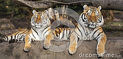 Pair of Siberian tiger Panthera tigris altaica Stock Photo