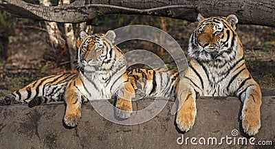 Pair of Siberian tiger Panthera tigris altaica Stock Photo