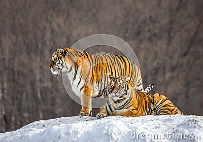 Pair of Siberian tigers on a snowy hill against the backdrop of a winter forest. China. Harbin. Mudanjiang province. Stock Photo