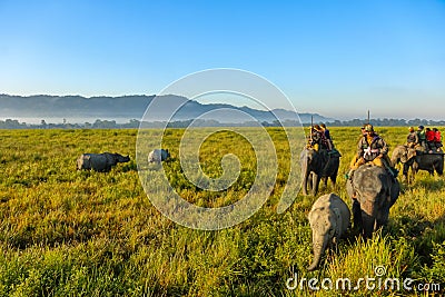 Pair of wild rhinos walking amidst grasslands being watched by tourists on elephant safari at kaziranga national park Assam India Editorial Stock Photo