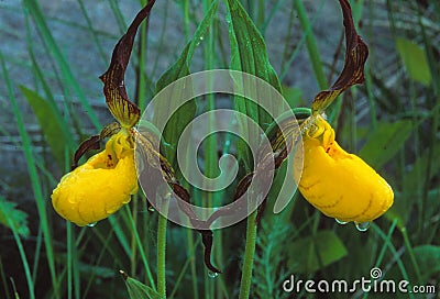 A pair of Small Yellow Lady`s Slippers Stock Photo