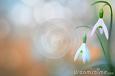 Pair of snow drops early spring white wild flower Stock Photo