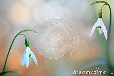 Pair of snow drops early spring white wild flower Stock Photo