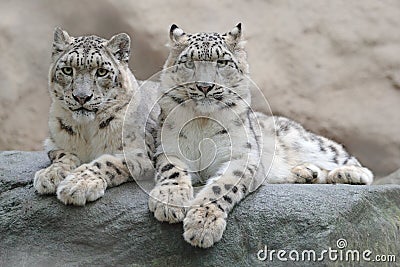 Pair of snow leopard with clear rock background, Hemis National Park, Kashmir, India. Wildlife scene from Asia. Detail portrait of Stock Photo