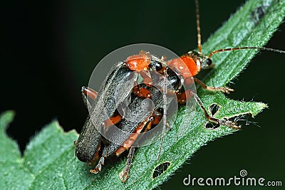 a pair of softflies copulate Stock Photo