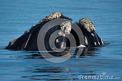 Amorous Cetaceans Stock Photo