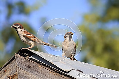 A pair of sparrows birds parents came to the old wooden roof to feed Chicks Stock Photo