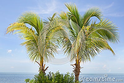 Spindle Palm Trees Stock Photo