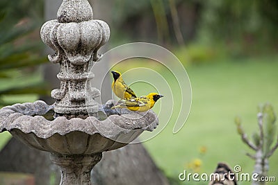 Pair of spotted backed weavers at fountiain Stock Photo