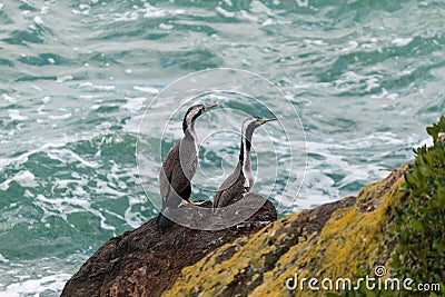 Pair of spotted shags on cliffs Stock Photo