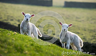 Pair of spring lambs Stock Photo