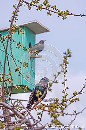 A pair of starlings in the spring Stock Photo