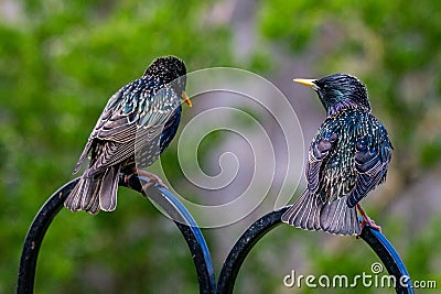 A pair of Starlings Sturnus vulgaris looking as if they are discussing all things food related whilst perched on a garden bird Stock Photo