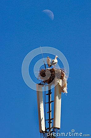 Storks nesting on top of a mobile communications mast Stock Photo