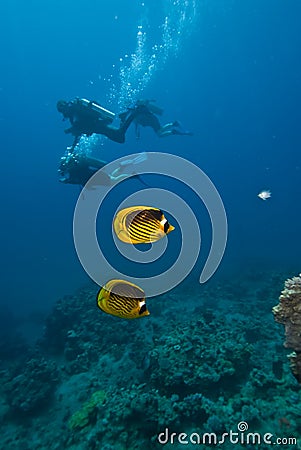 A pair of Striped butterflyfish with divers Stock Photo
