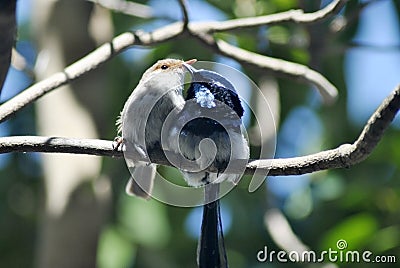 Pair of superb fairy wrens Stock Photo