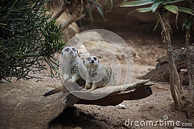 Pair of suricate (meerkat) Stock Photo